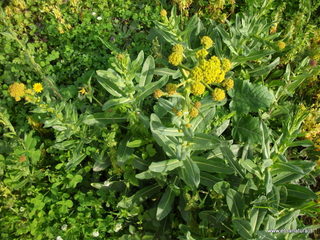 zzena-11-03-2013 09-07-22